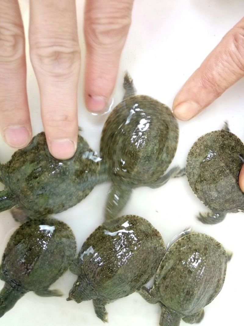 甲鱼苗鱼苗