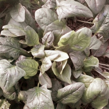 黑叶菠菜10~15厘米