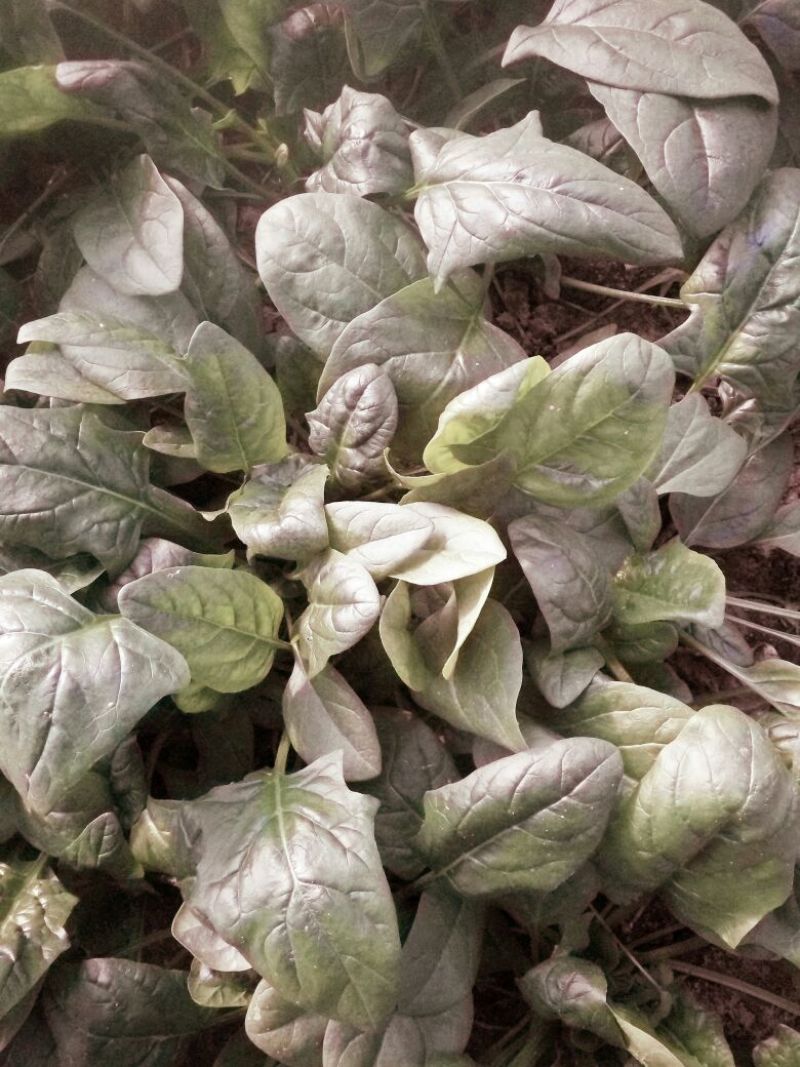 黑叶菠菜10~15厘米