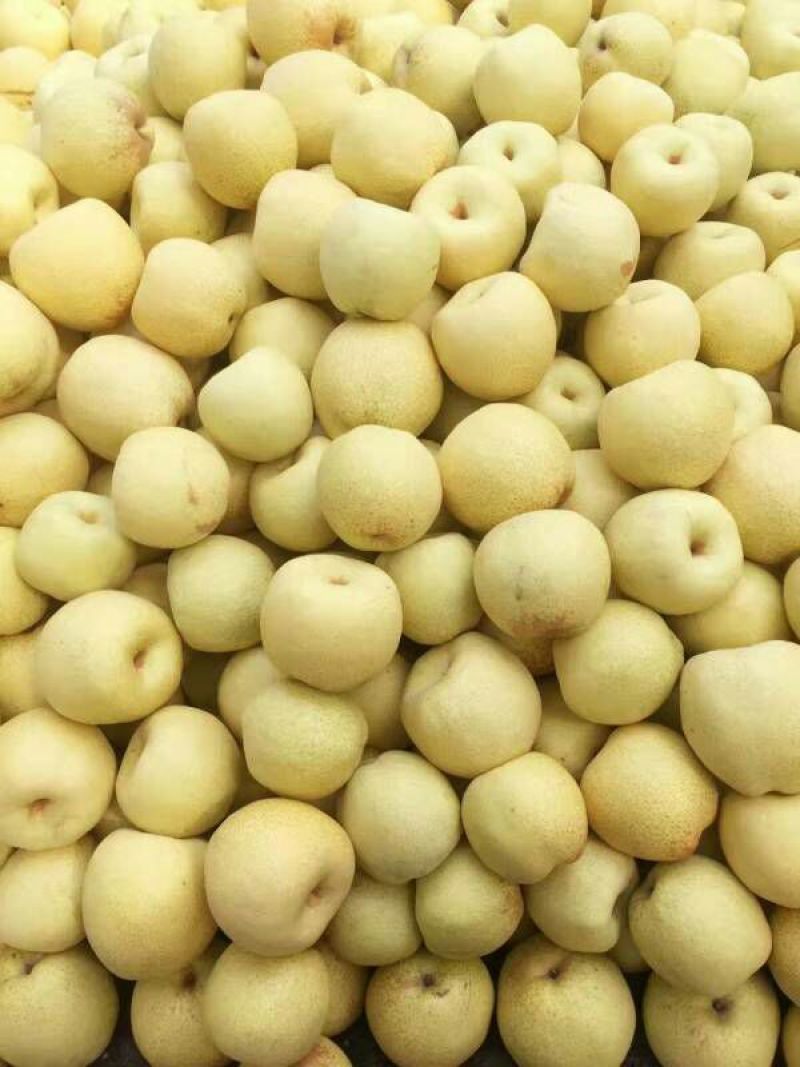 砀山梨300~350g筐装