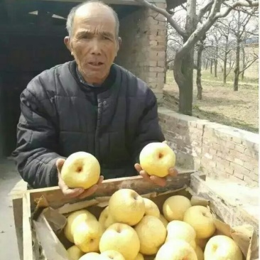 鸭梨150~200g纸加膜