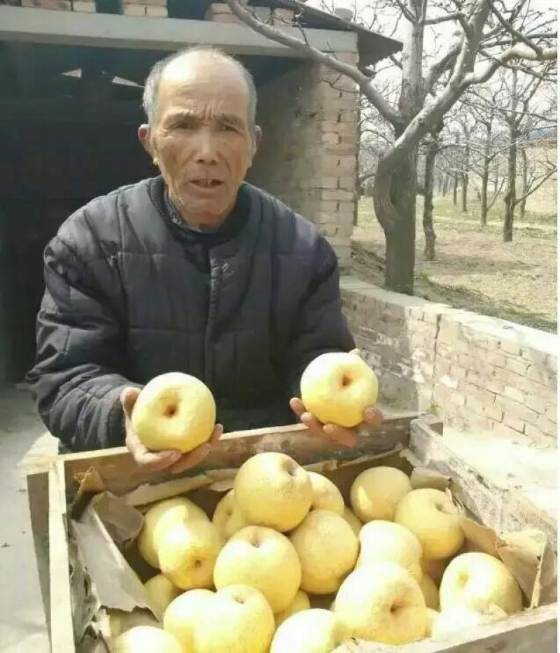 鸭梨150~200g纸加膜
