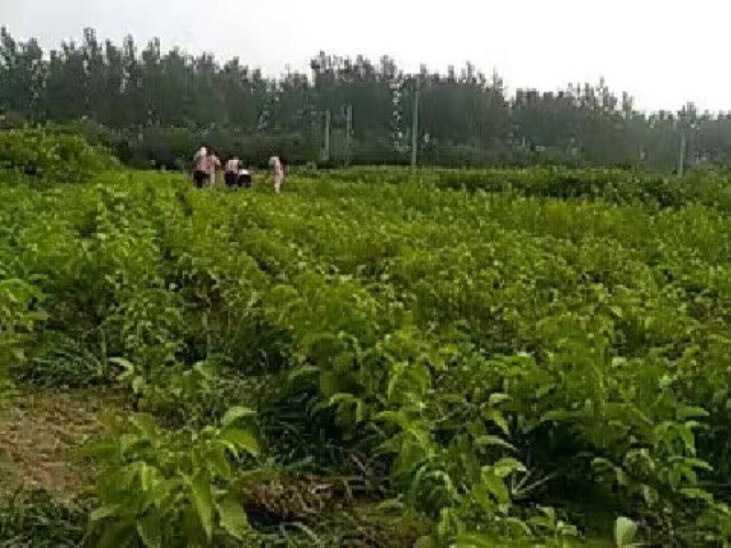 桃树苗