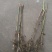 芦苇30~40cm