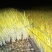 韭黄头茬40~50公分