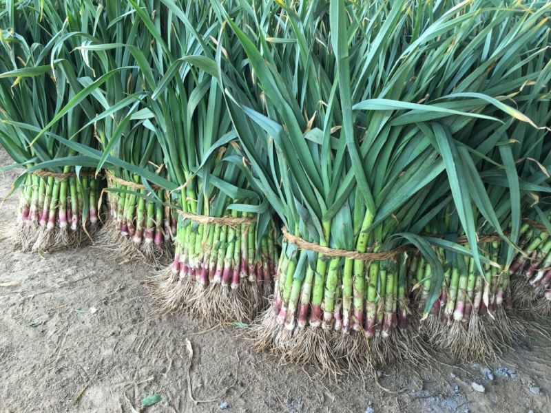 【优质红根蒜苗】，红根蒜苗60cm-65CM大量