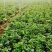 商薯19红薯苗济薯25西瓜红开花红薯紫薯等