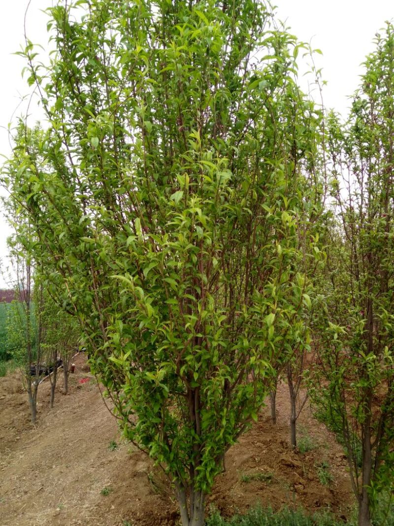 玉兰树4~6cm