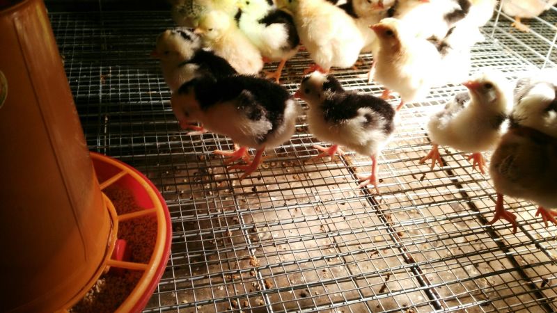 贵妃鸡苗1斤以下