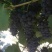 夏黑葡萄干无核一级