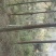 楠竹，原始竹林5~6cm5~6米