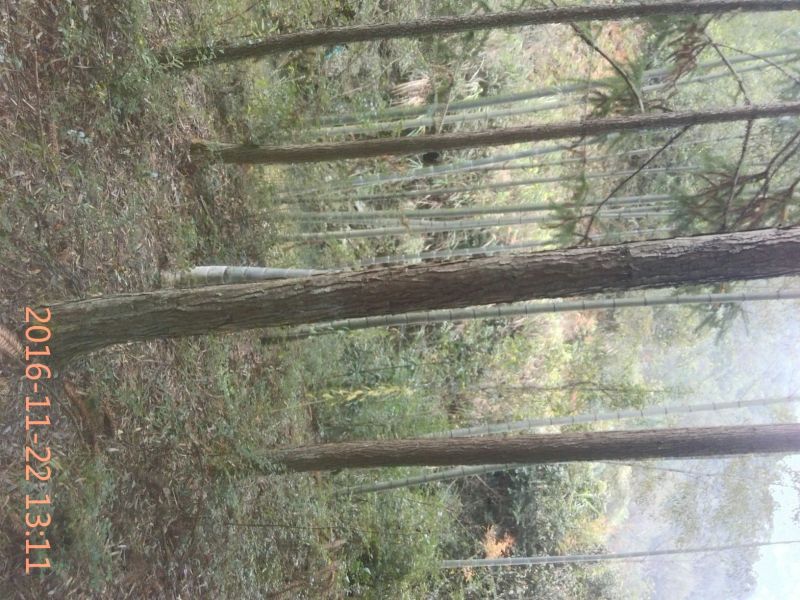 楠竹，原始竹林5~6cm5~6米