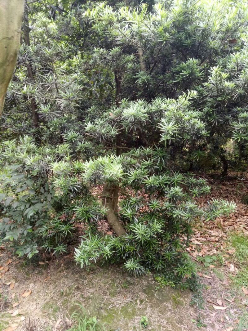 罗汉松10~12cm