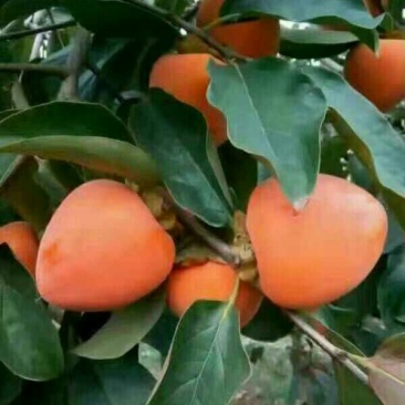柿饼1两以下