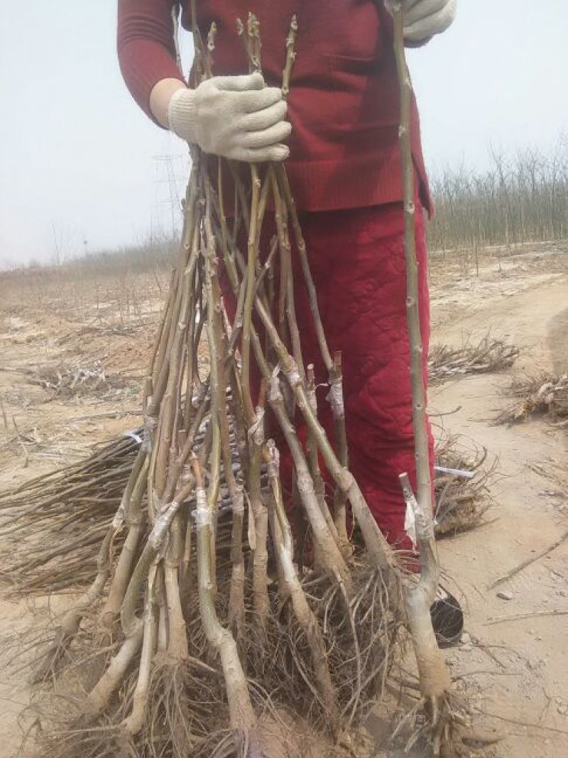 薄皮核桃树清香核桃树，8518核桃树，香岭核桃树。