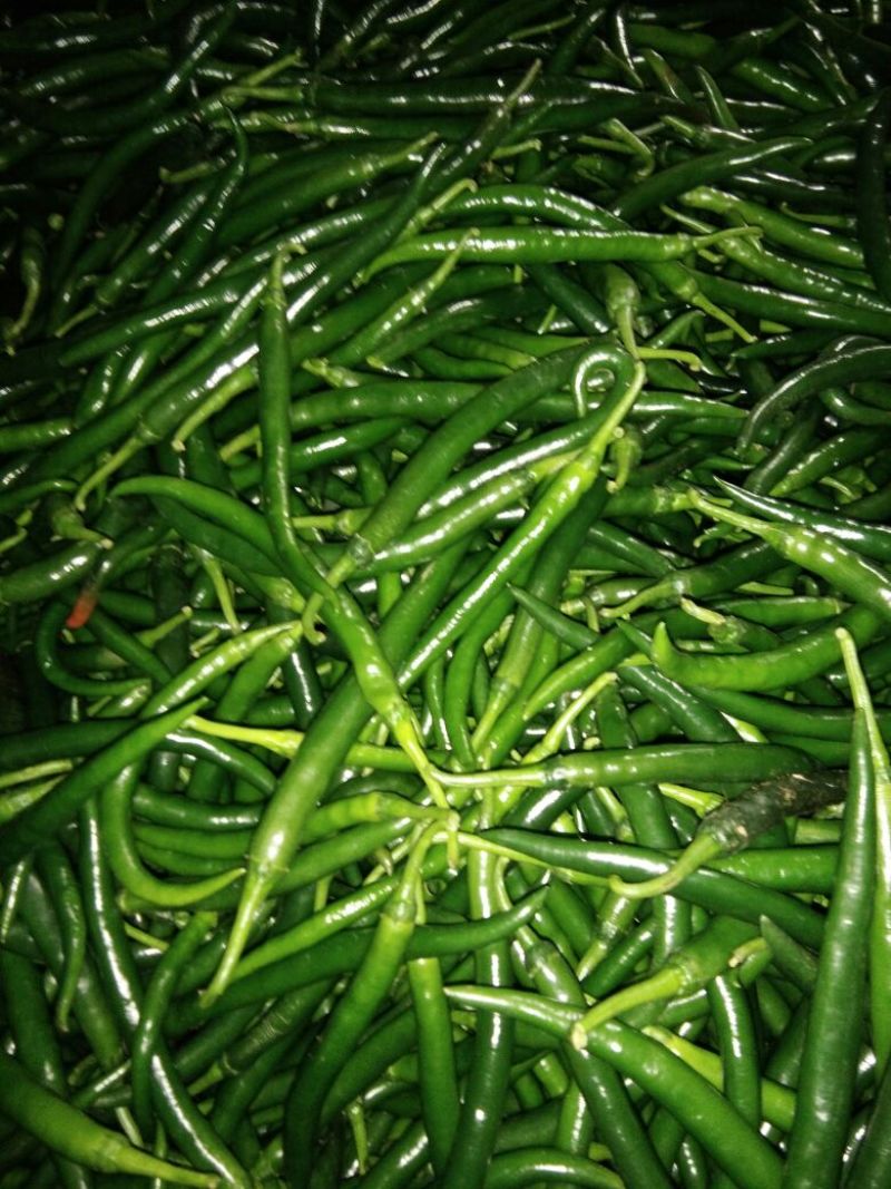 鲜辣椒10~15厘米青中辣