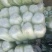 大白菜4~6斤