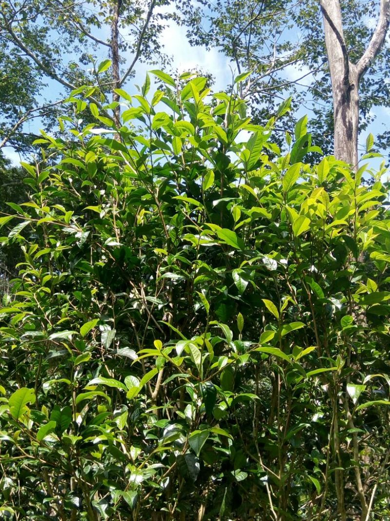 黑茶
