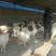 小尾寒羊羔，肉羊养殖，肉羊品种，种羊供应，包技术包回收