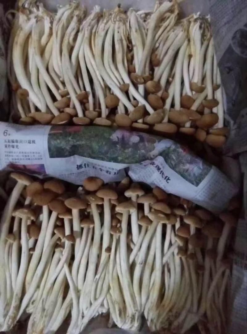 中国福建古田新鲜茶树菇