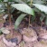 核桃苗一年苗50~100cm