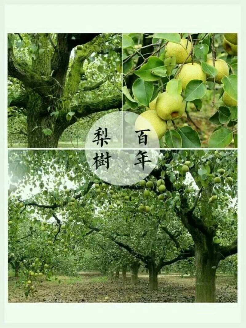 砀山梨250~300g纸箱