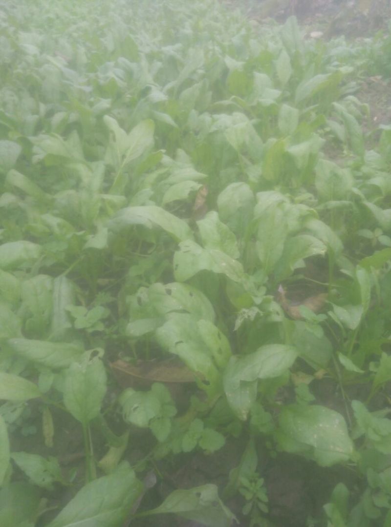 菠菜15~20厘米