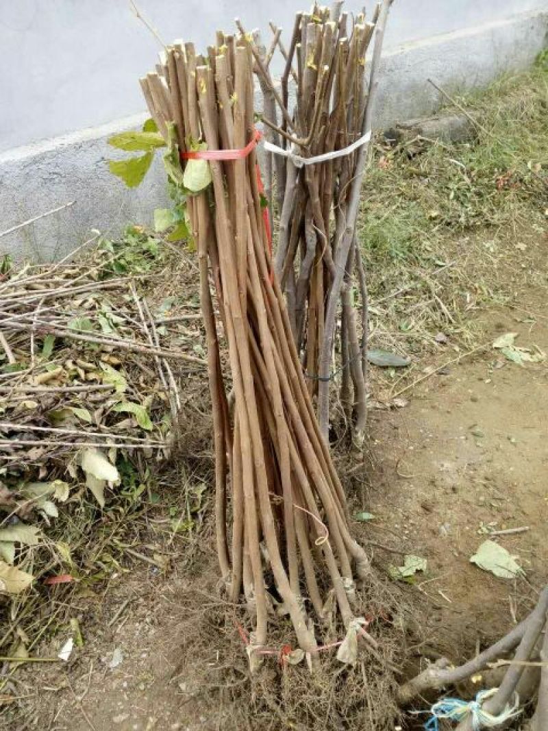 柿树苗80cm以上品种脆柿树苗黑柿树苗