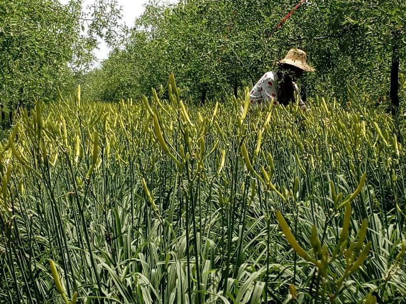 黄花菜散装一级
