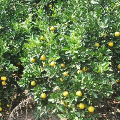 湖南怀化市芷江县柑桔 4~4.5cm批发_张品文供