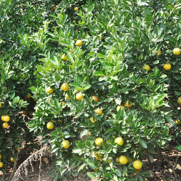 湖南怀化市芷江县柑桔 4~4.5cm批发_张品文供