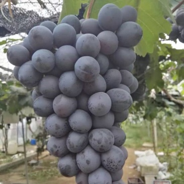 葡萄苗1年30~50cm