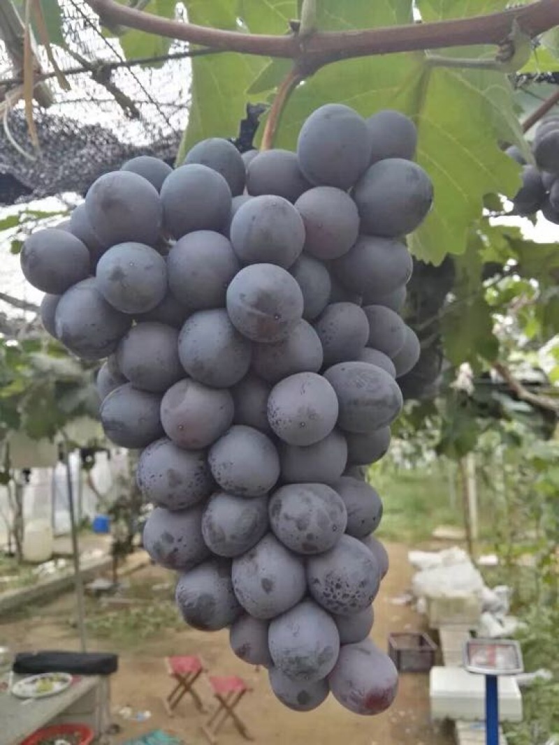 葡萄苗1年30~50cm