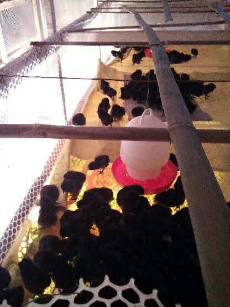 绿壳蛋鸡苗1斤以下