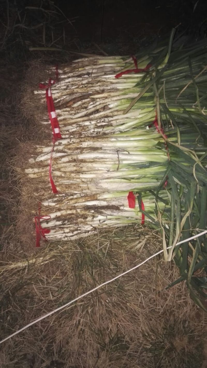 章丘大葱净葱2cm左右