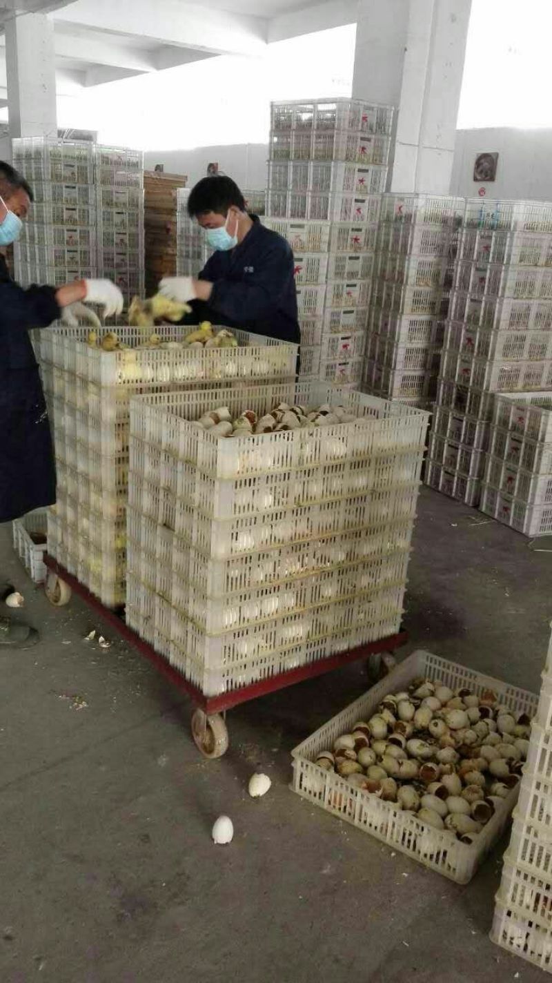 皖西白鹅鹅苗250g以上
