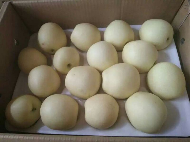 皇冠梨300~350g纸箱