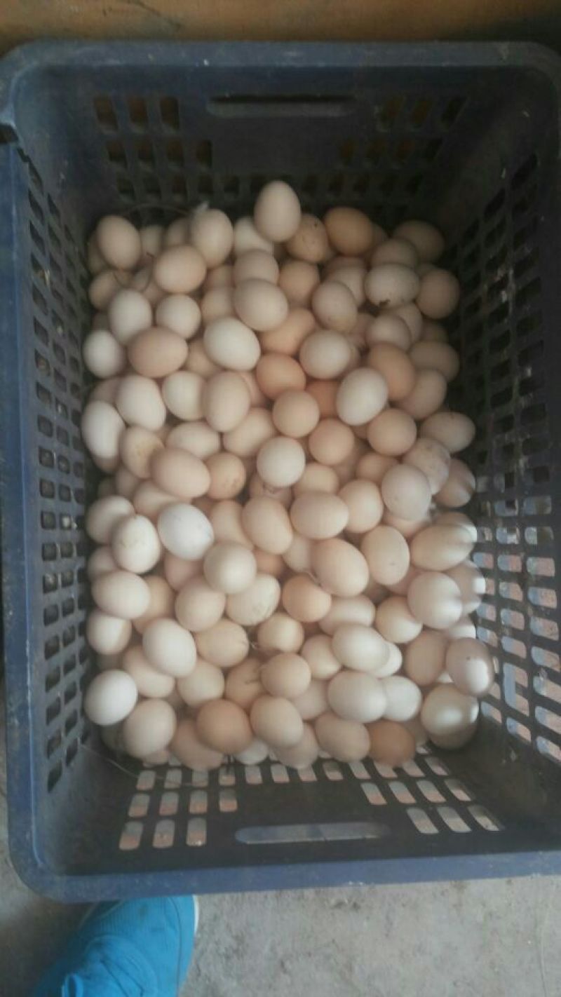 土鸡蛋食用50g以下