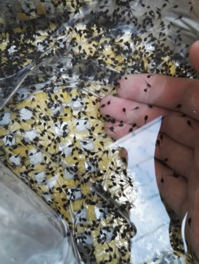 牛蛙蝌蚪