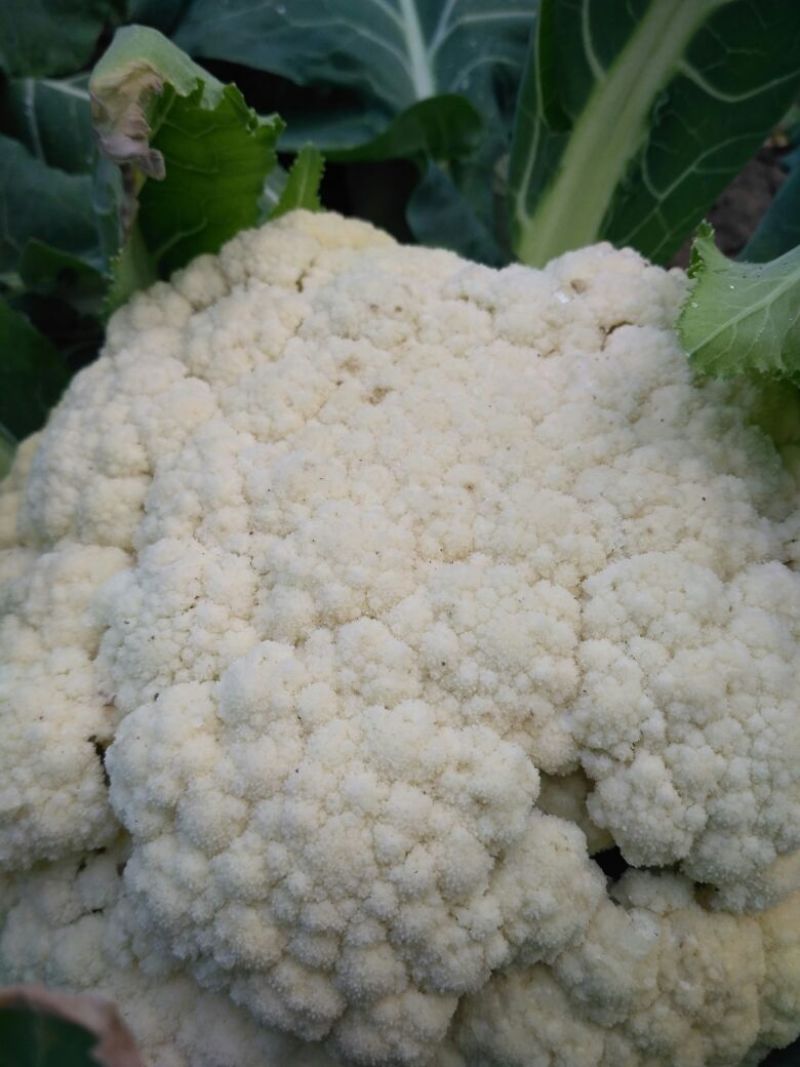 白花菜散装