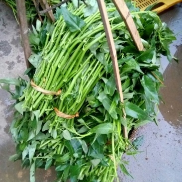青梗子蕹菜30厘米以上