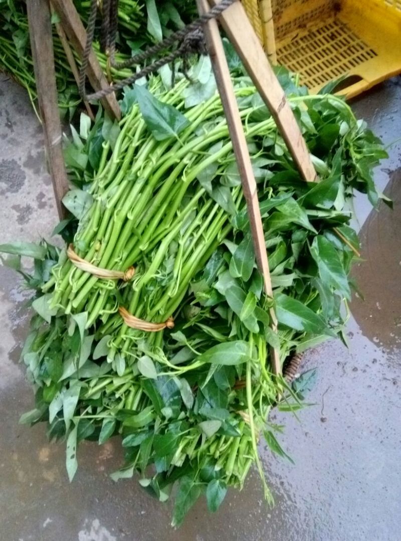 青梗子蕹菜30厘米以上