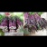 菜苔15~20厘米