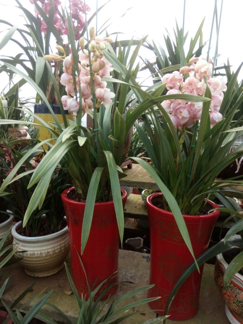 吊兰30~50cm