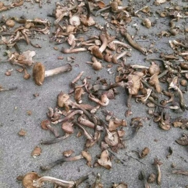 树秋菌一级