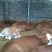 鲁西黄牛犊100~200kg