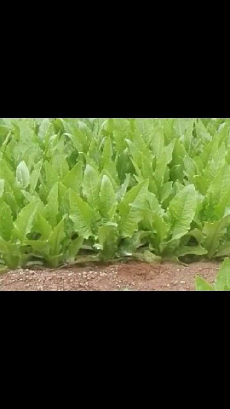 美冠10~15厘米以上