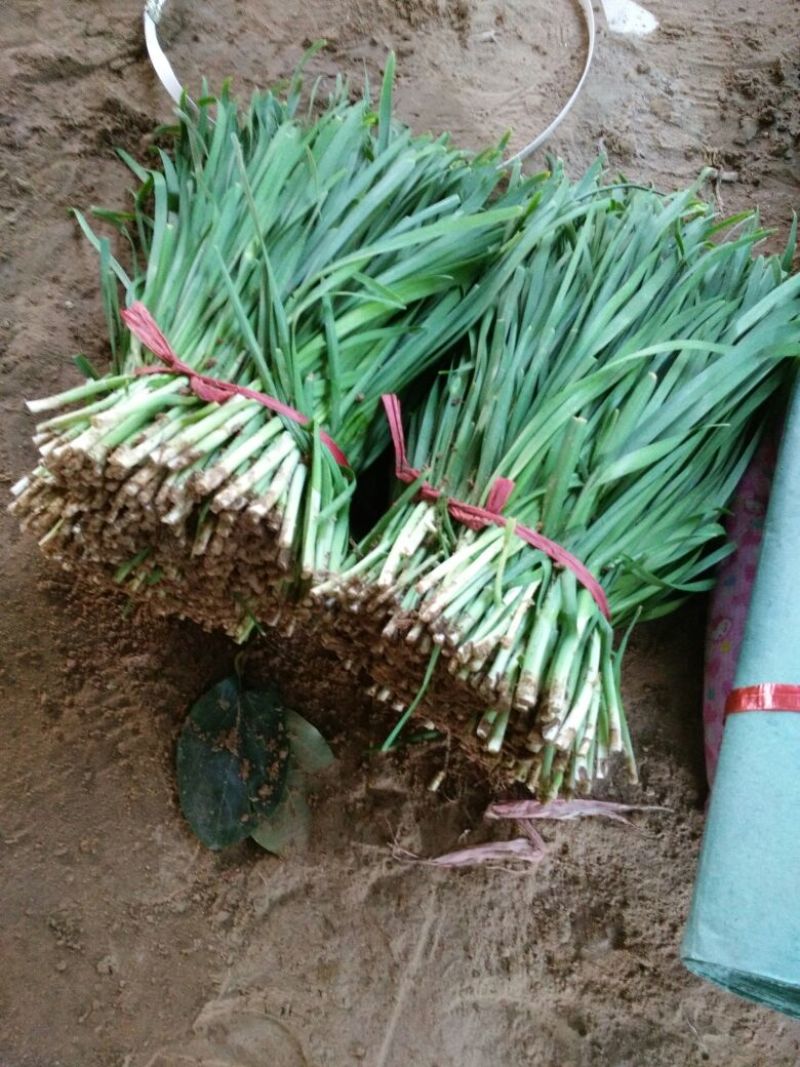 阔叶韭菜头茬，沙地韭菜，山西运城湿地韭菜