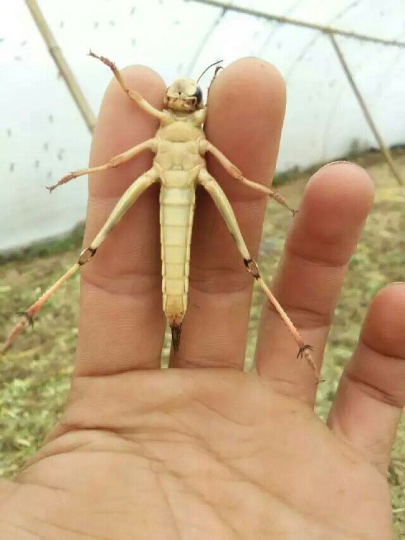 东亚飞蝗食用