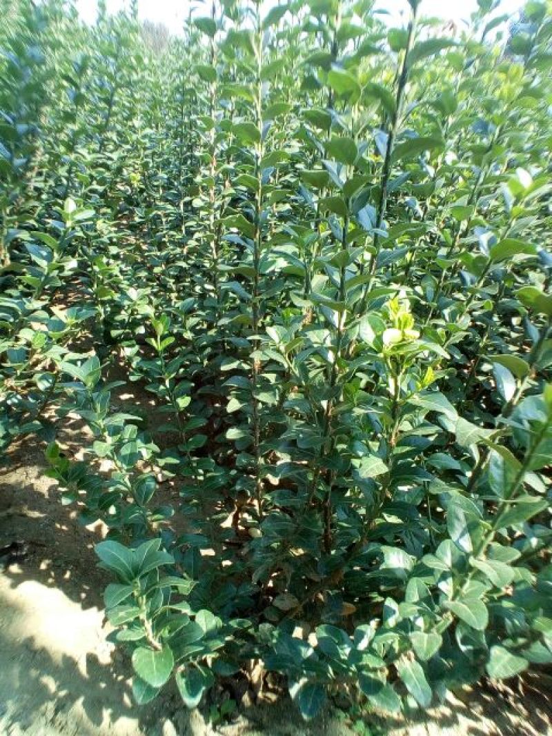 胶州卫矛2cm以下4cm以下0.5米以下